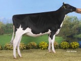 kamp kalveren oud: Topcross Anna 222, Braedale Goldwyn, Mts Jacobi